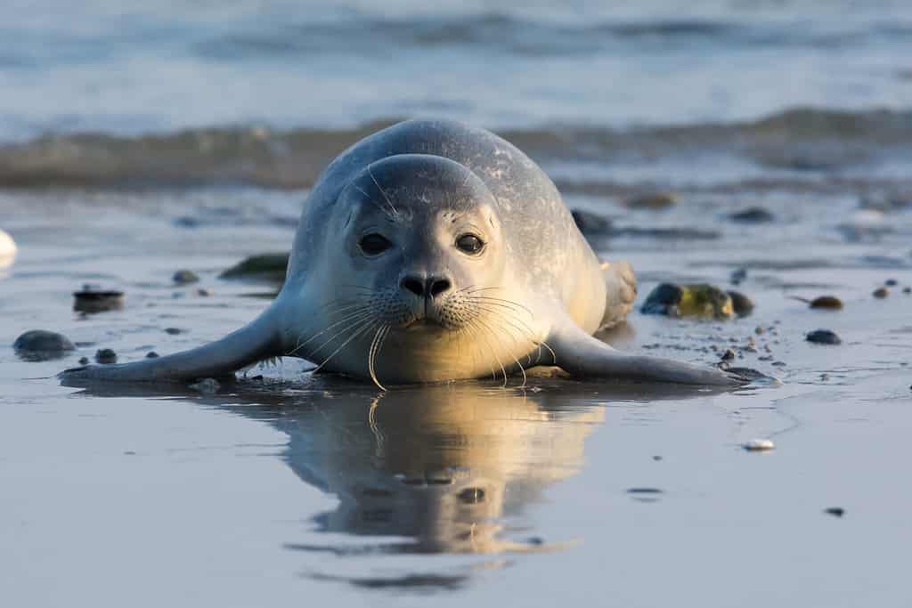 Common seal known also as Harbour seal, Hair seal or Spotted seal (Phoca vitulina) pup lying on the beach. Helgoland, Germany