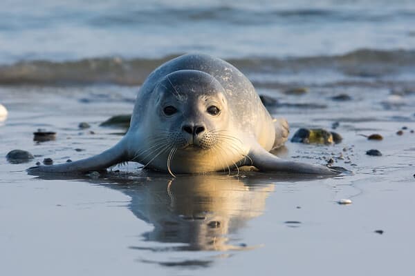 18 Amazing Animals That Roam Land and Sea - A-Z Animals