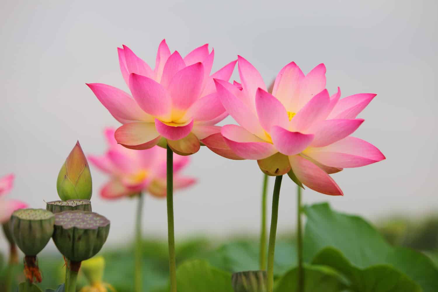 A Beautiful pink sacred lotus flower on white blurred sky background.