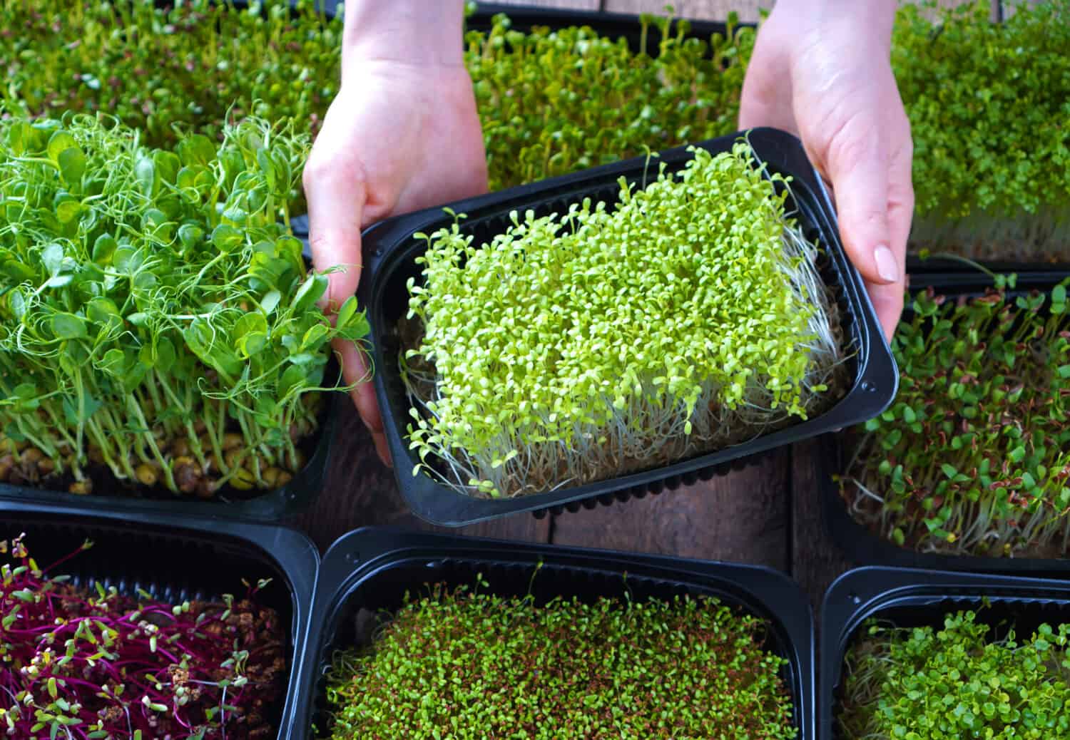 Microgreens growing background with microgreen sprouts in female hands