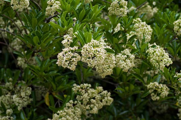 The 11 Best Shrubs to Plant in North Carolina (From Flowering to ...