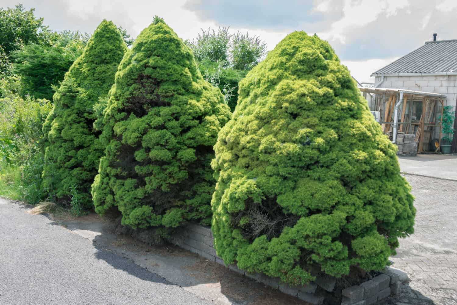 Three spruce with dense foliage that resemble dwarfs. Tree's name is Dwarf Alberta Spruce or Picea glauca 'Conica'.
