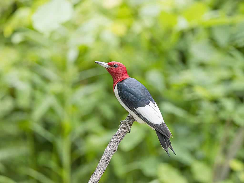 Red-headed woodpecker perched in the forest.