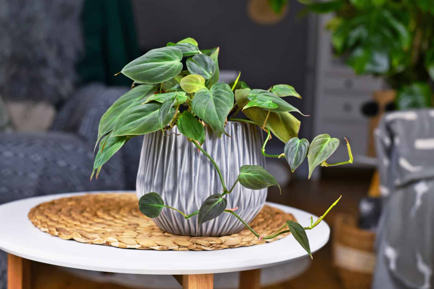 Tropical 'Philodendron Hederaceum Micans' houseplant with heart shaped leaves with velvet texture in gray flower pot on coffee table