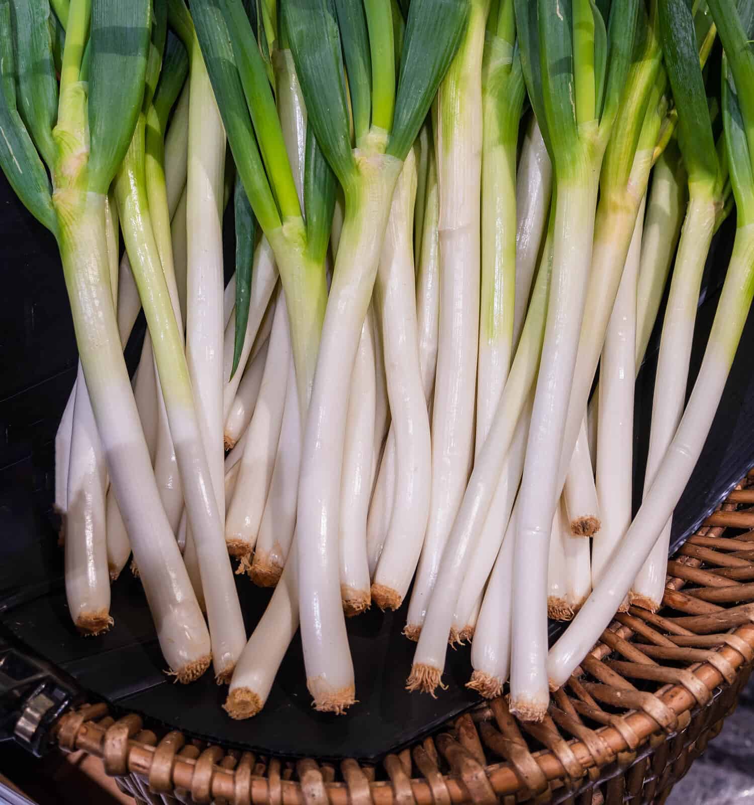 organic evergreen white Japanese bunching onion in basket for sale