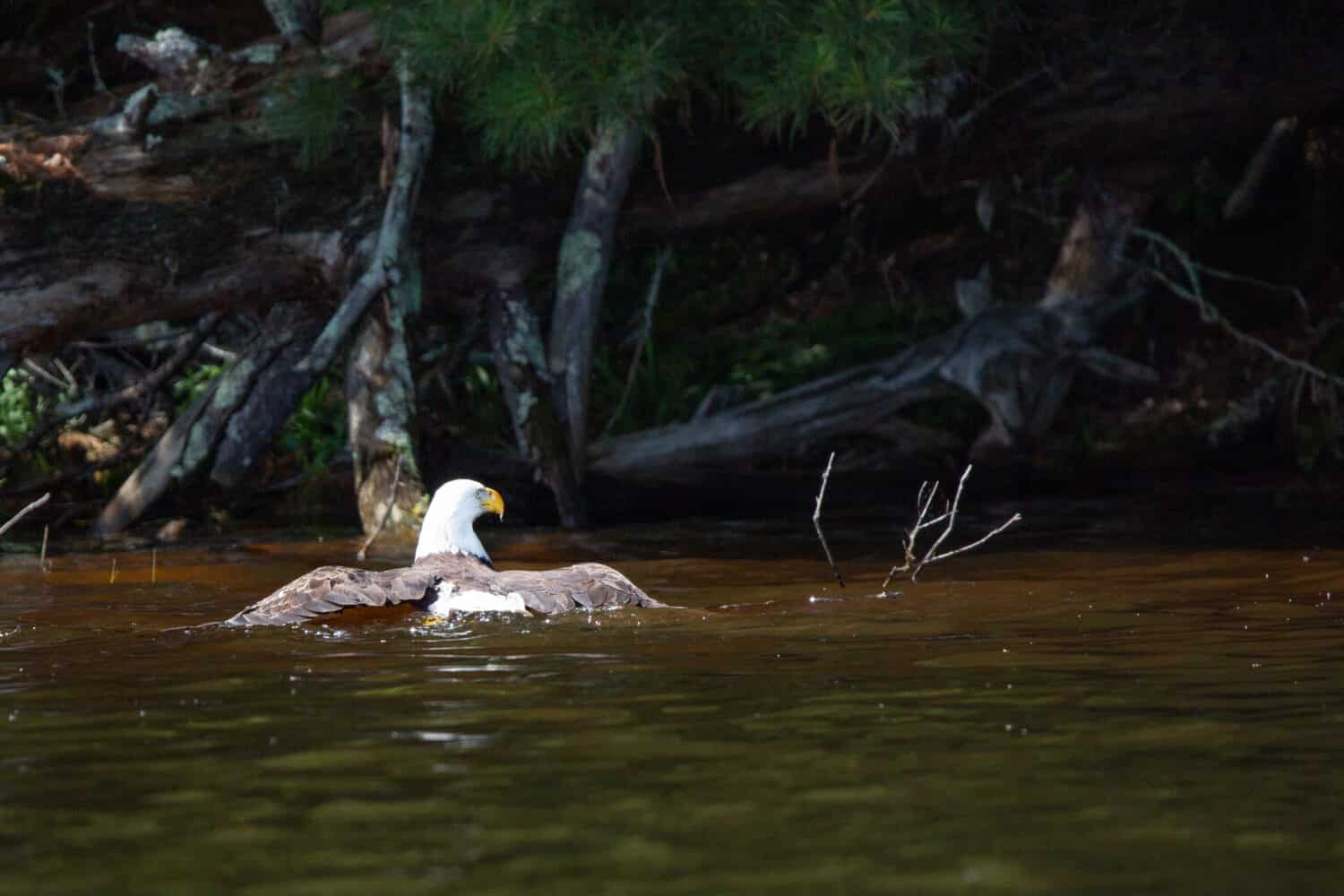 Bald Eagle (Haliaeetus leucocephalus) swimming back to shore with a large fish in Northern Wisconsin, horizontal