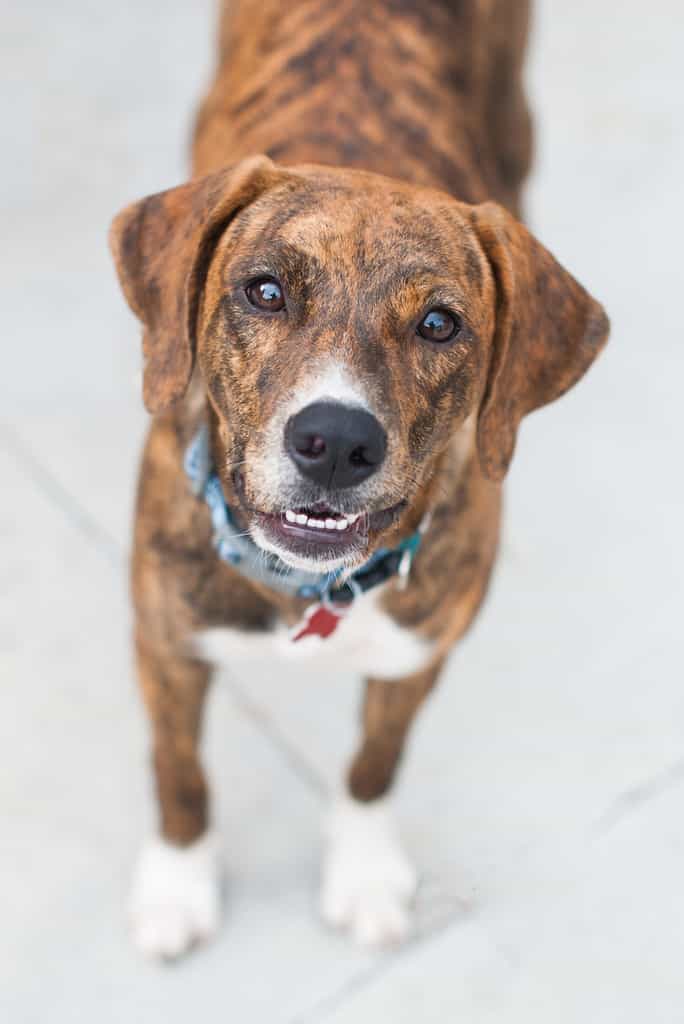 Large Brindle and white beagle pit bull mixed breed Rescue Dog with white chin and white chest wearing blue collar looking up at camera with white socks