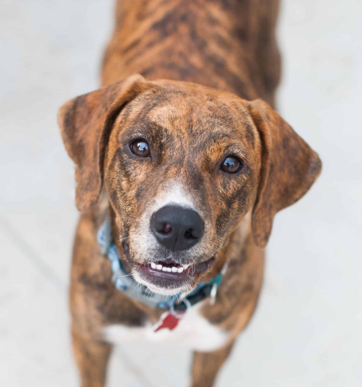 Large Brindle and white beagle pit bull mixed breed Rescue Dog with white chin and white chest wearing blue collar looking up at camera with white socks