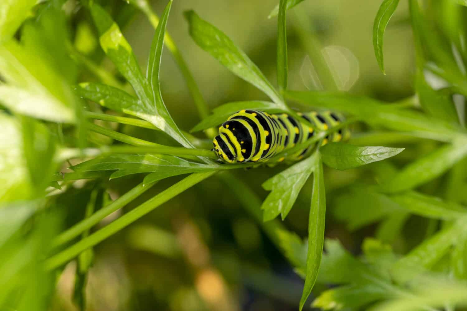 Black Swallowtail caterpillars. In North America they are more common species. It is the state butterfly of Oklahoma and New Jersey.