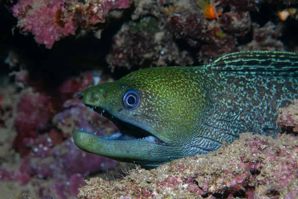 Undulated moray eel Oahu, Hawaii