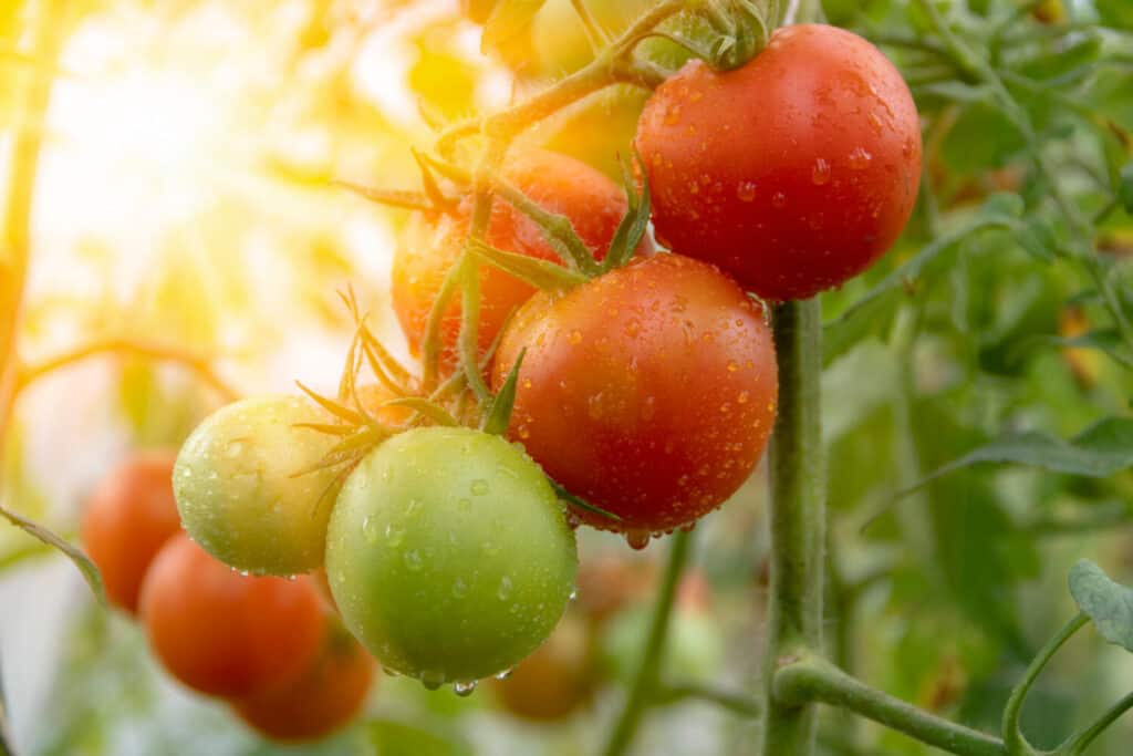a bunch of ripe fresh juicy tomatoes close-up in a greenhouse in the sun