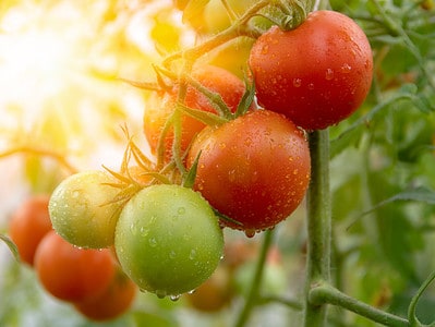 A How to Grow Hydroponic Tomatoes: A Complete Guide