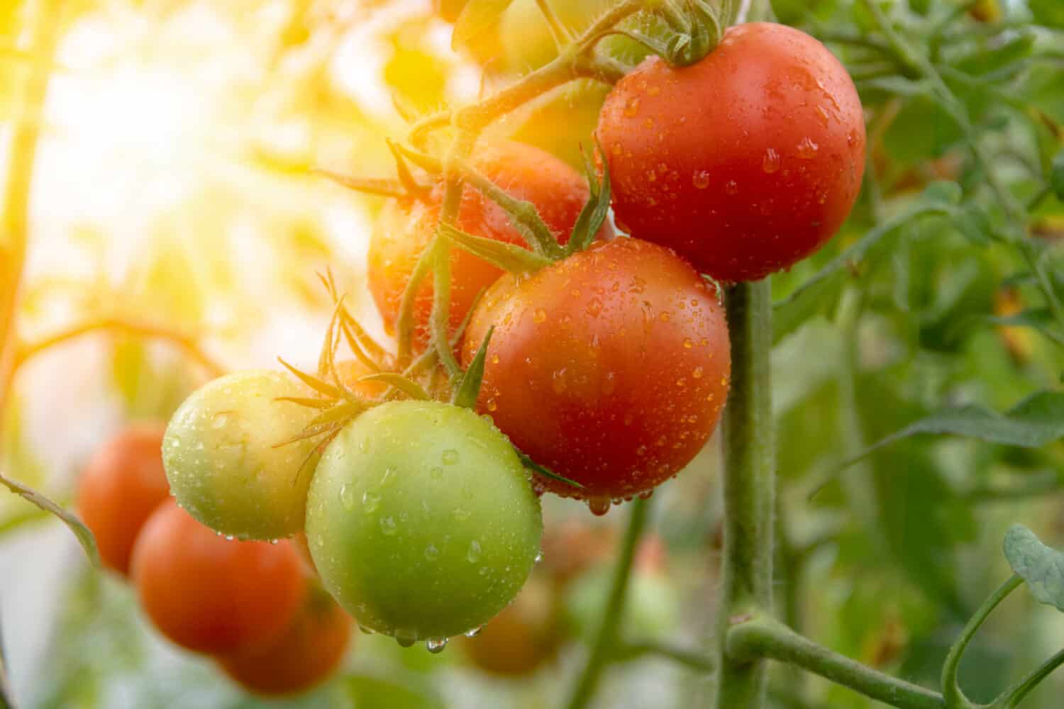 Providing Optimal Lighting and Temperature Conditions for Tomato Growth
