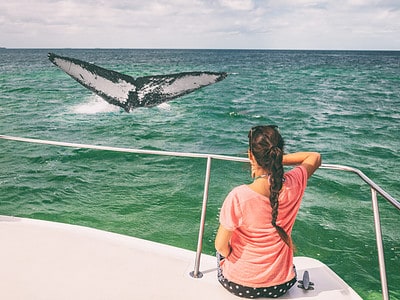 A Discover the Top 15 Best Places to Go Whale Watching in the U.S.