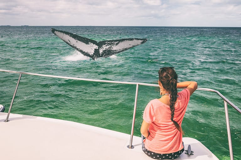 Whale watching boat tour tourist woman relaxing looking at humpback breaching flapping tail travel destination, summer vacation on deck of catamaran.