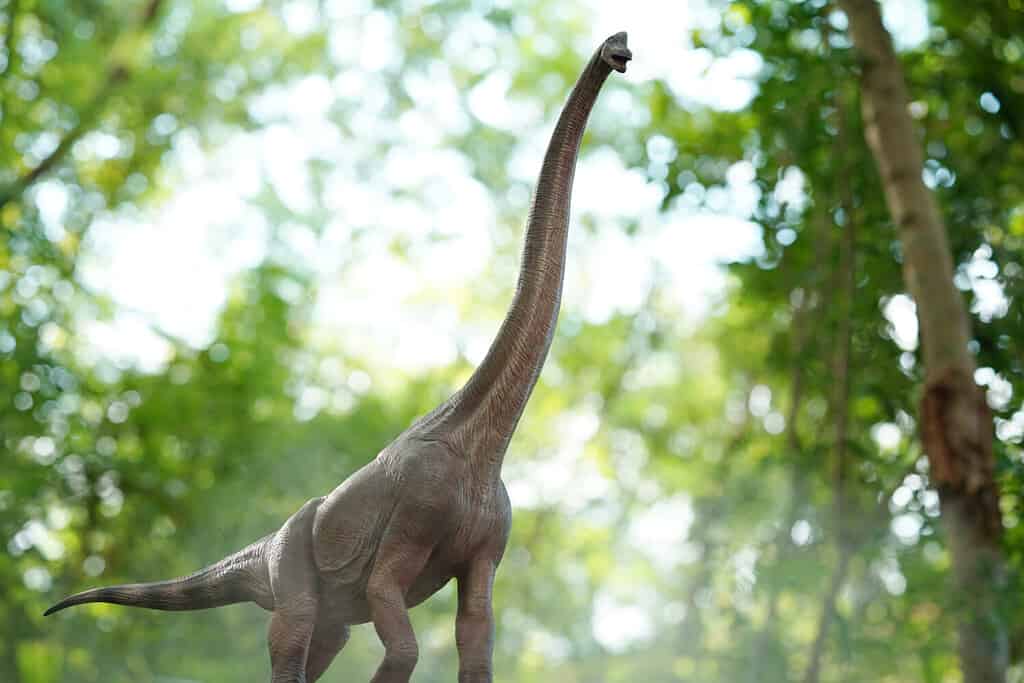 Huge long necked sauropod brachiosaurus grazing in height trees. on nature background. closeup dinosaur and monster model .