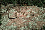Search Under Rocks 20 Animals That Live Under Rocks - A-Z Animals