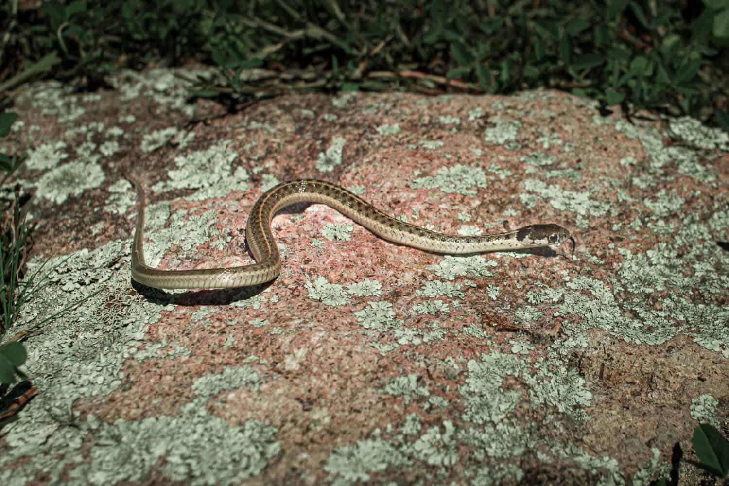 garter snake of the sierra Chihuahua Mexico
