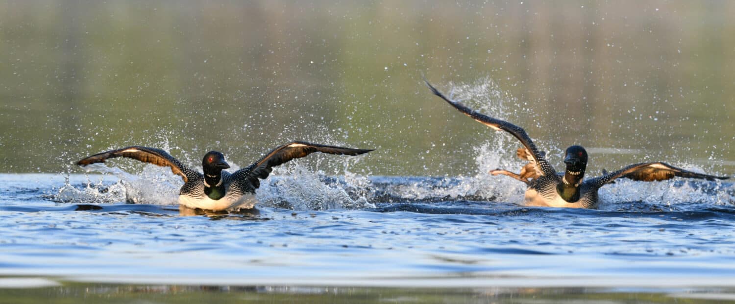 Loons on Nettie Lake 2020