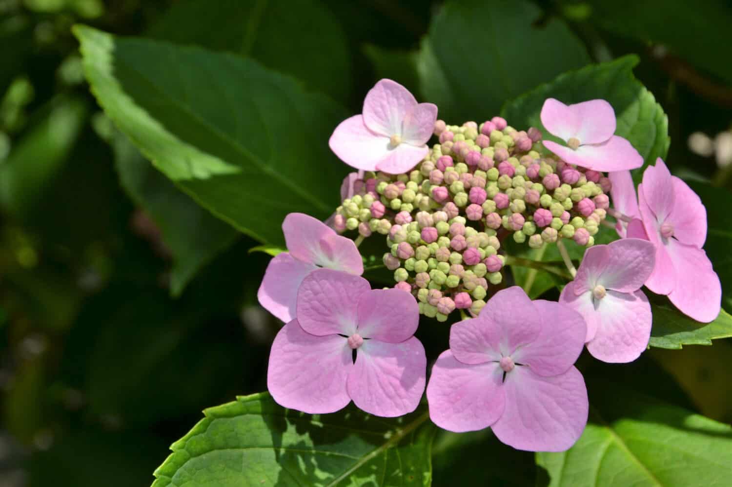 Hydrangea serrata 'Blue bird' flowers (common names:  mountain hydrangea and tea of heaven) in the garden. Pink flowers closeup