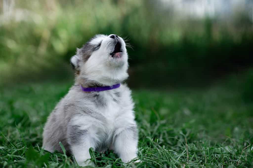 Little gray puppy of Alaskan malamute with purple collar is howling