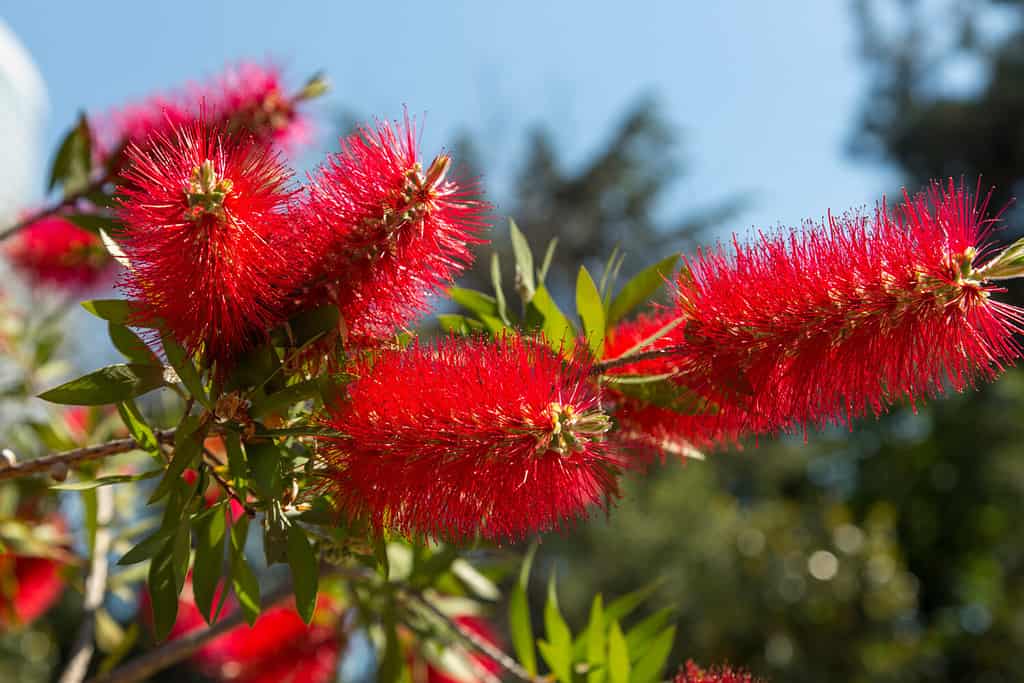 Close-up shot of beautiful Callistemon citrinus (called red bottlebrush) flower. Callistemon citrinus is native to Australia. Natural backgrounds, blossom, botany and wallpaper backgrounds. Horizontal