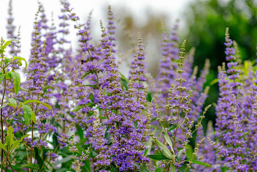 Selective focus blue flower of Chaste tree (Monnikspeper) in the garden, Vitex agnus-castus is a genus of tropical and sub-tropical flowering plants, Nature flora background.