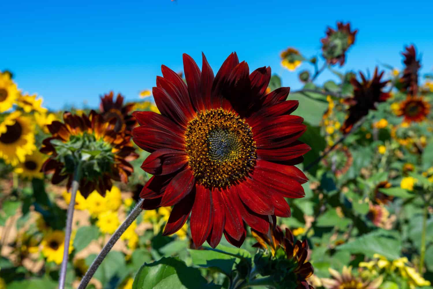 brown sunflo ripe sunflower in brown color