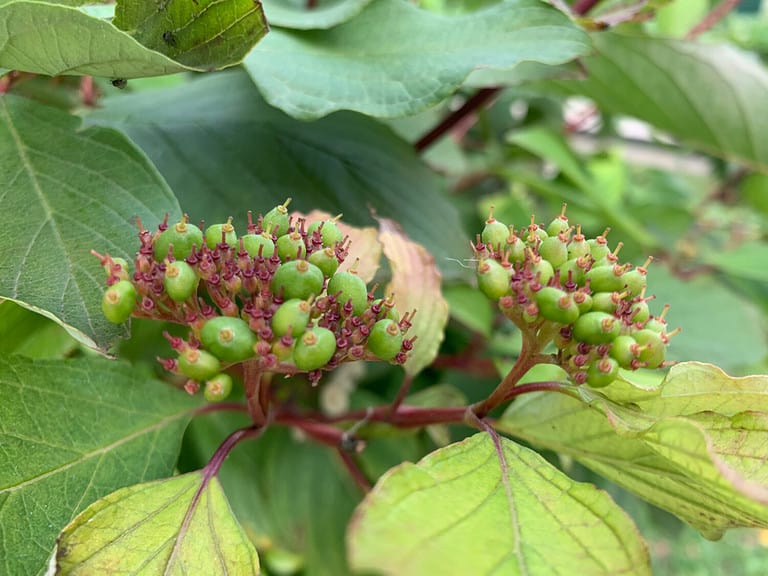 15 Shrubs Perfect For Zone 5 Shade Gardens - A-Z Animals