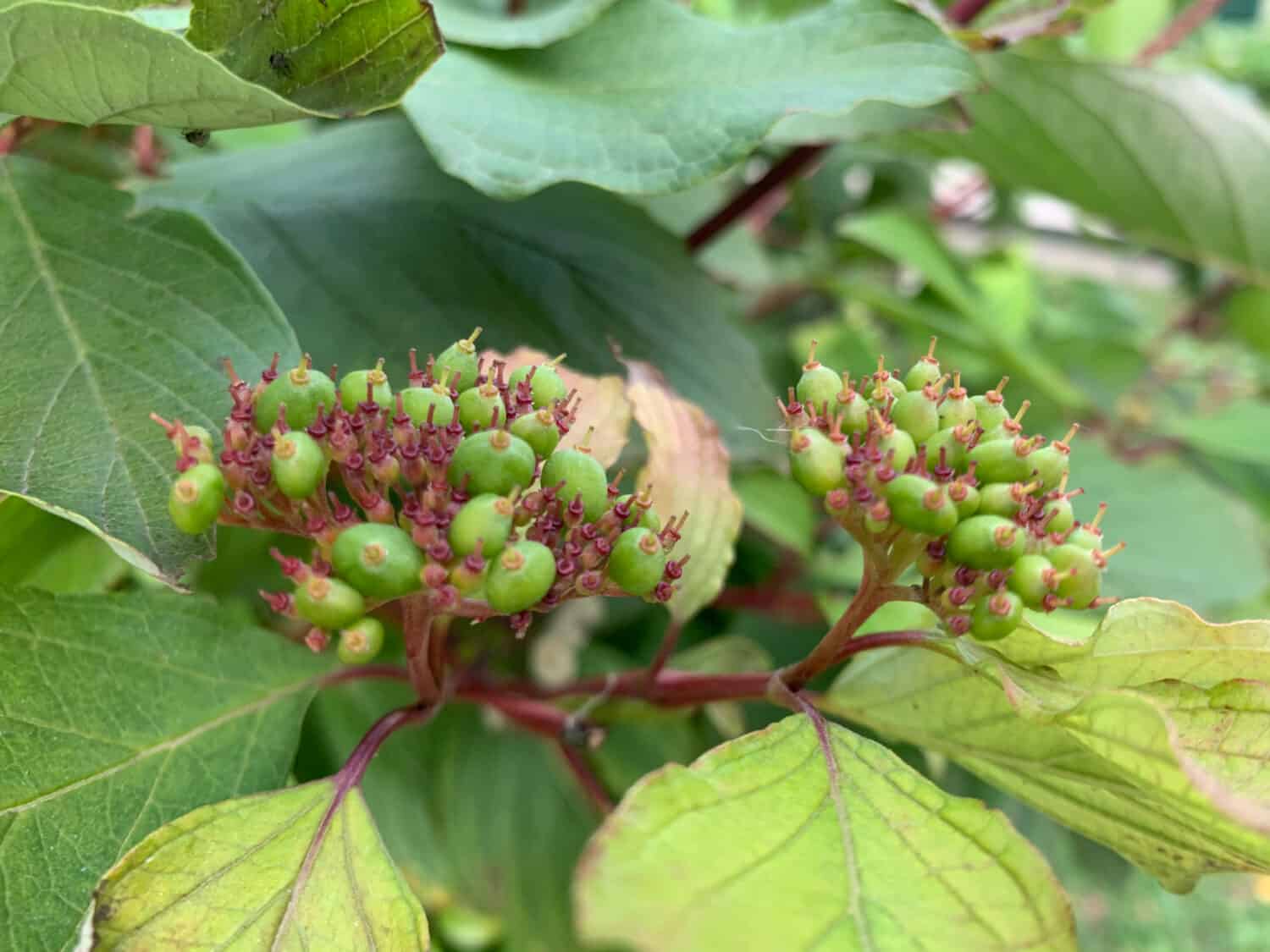 Gray dogwood (Cornus racemosa) fruits.