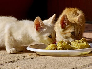 Can Cats Eat Potatoes? 4 Things to Know Before Feeding Picture