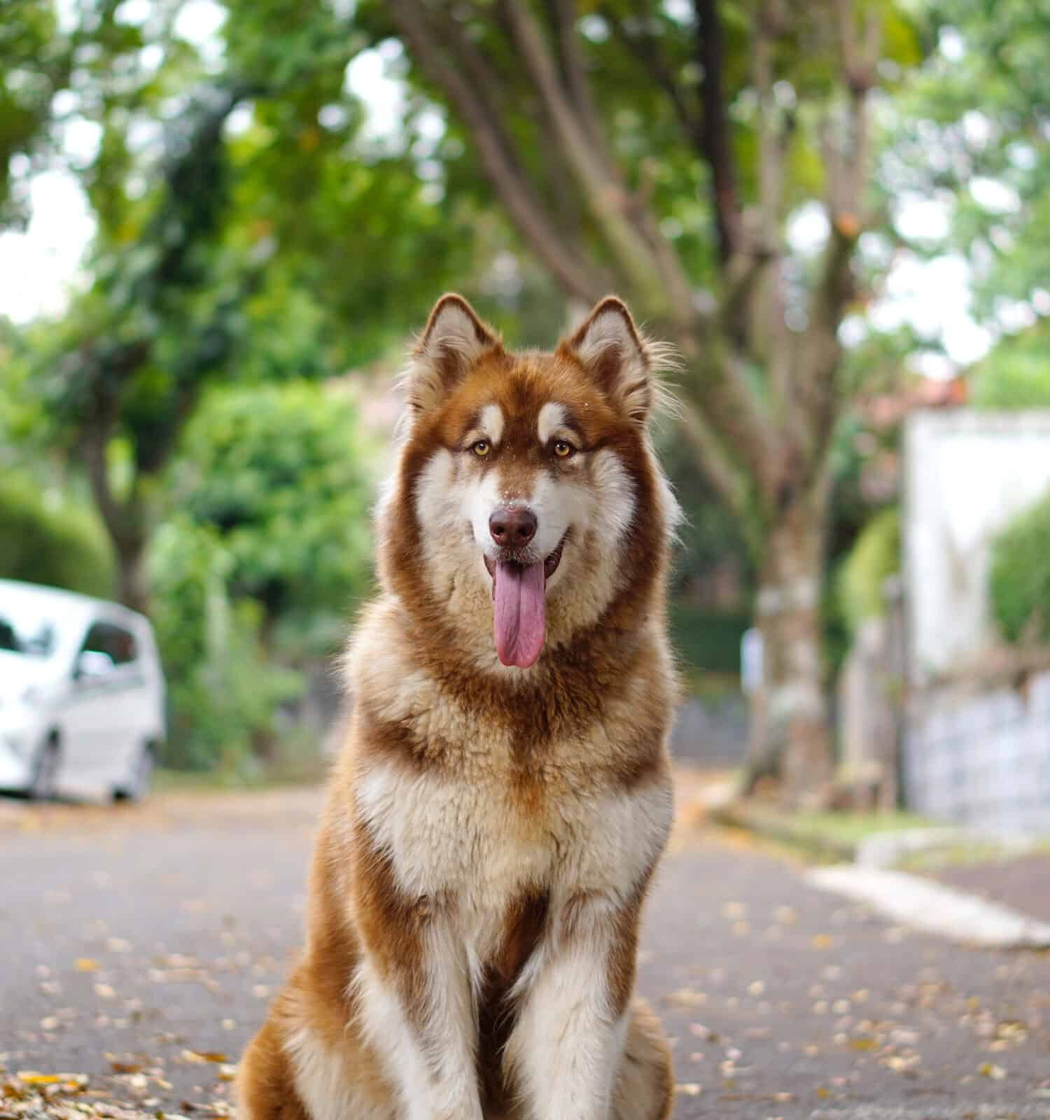 The handsome alaskan malamute is sitting on the dry leaves