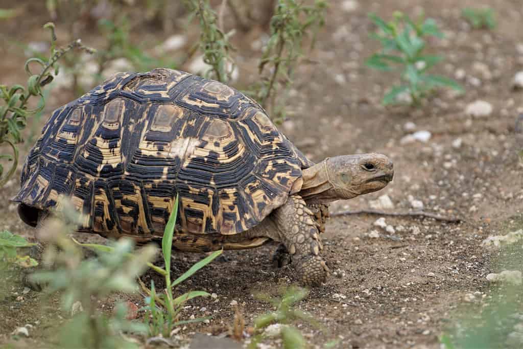 African turtle walking on the ground, land turtle side view