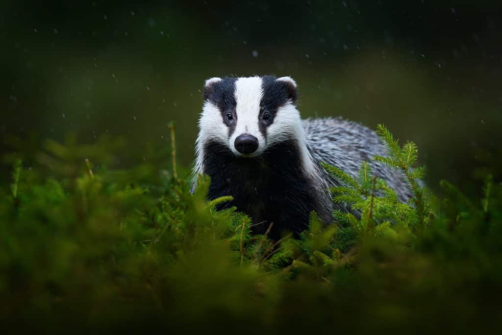 Badger in the green forest. Cute Mammal in environment, rainy day, Germany, Europe. Wild Badger, Meles meles, animal in the wood.