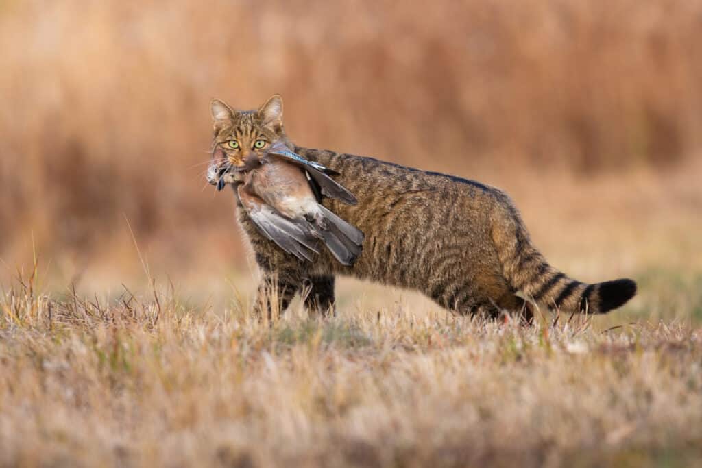 Fierce european wildcat, felis silvestris, holding dead bird in mouth in autumn. Hungry predator catching a prey on dry grass in fall. Stripped brown animal looking to the camera with killed jay