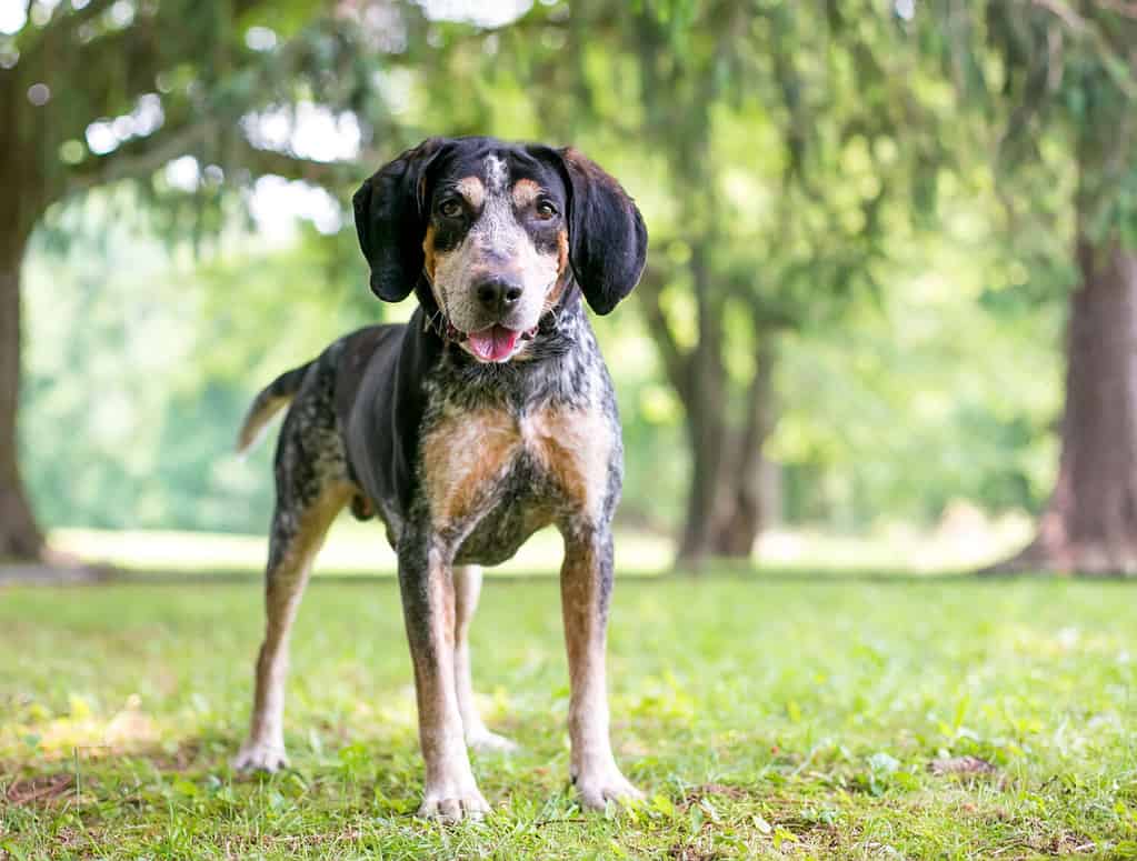 A Bluetick Coonhound dog standing outdoors with a happy expression