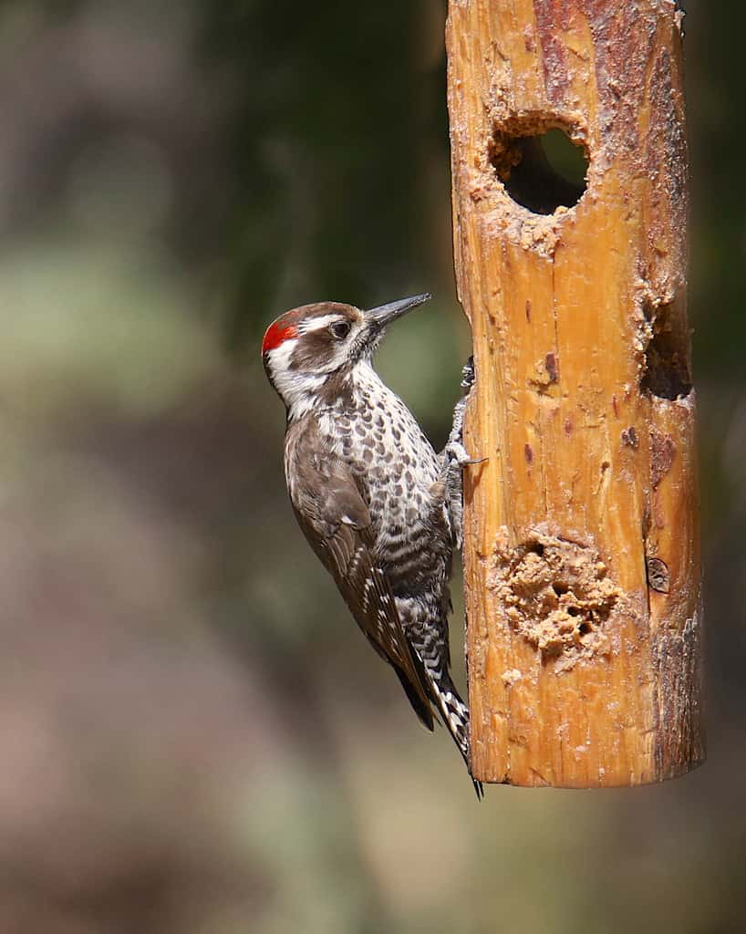 Arizona Woodpecker (leuconotopicus arizonae) eating from a suet feeder