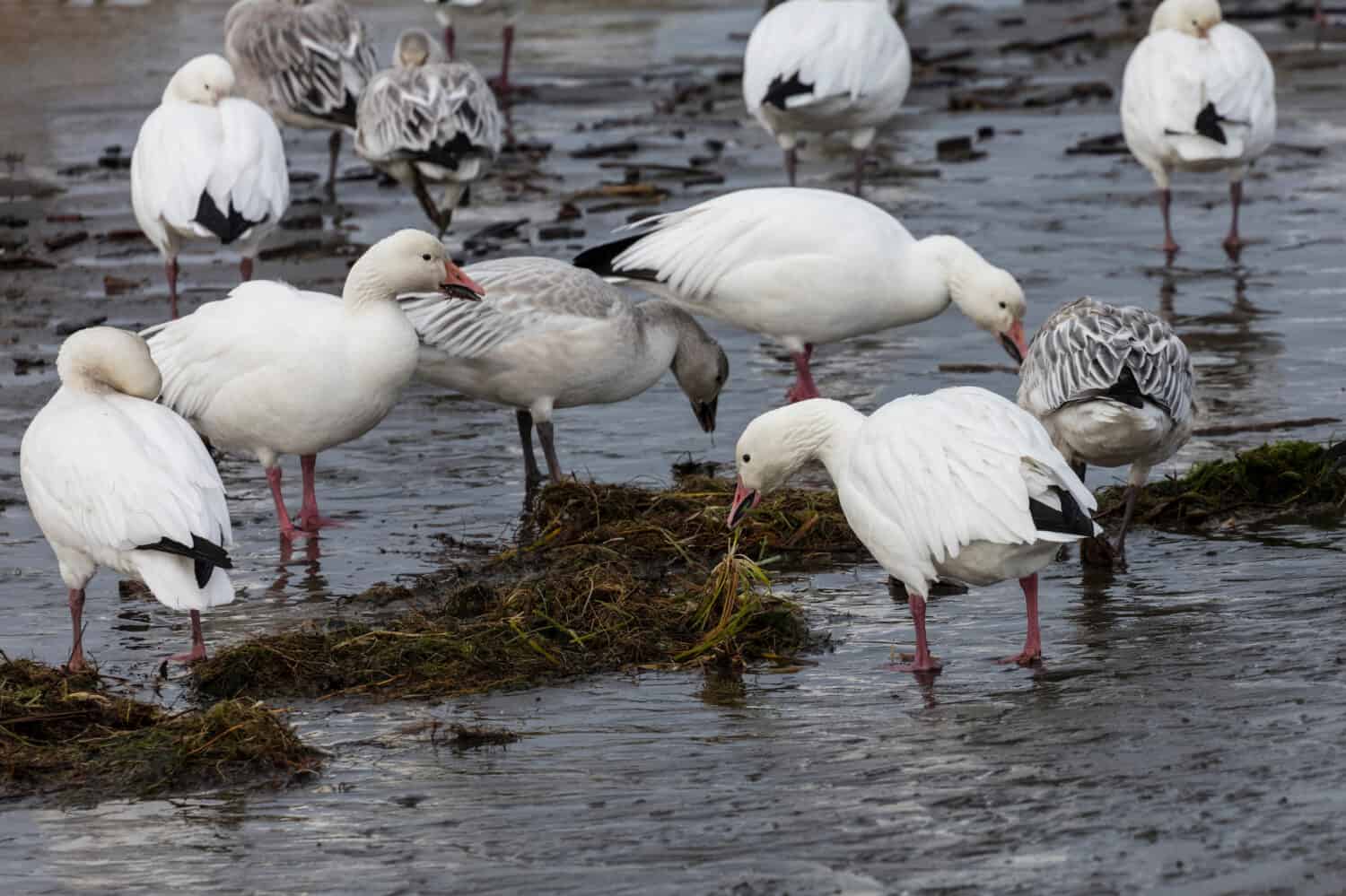 White snow goose at British Columbia Canada; north american