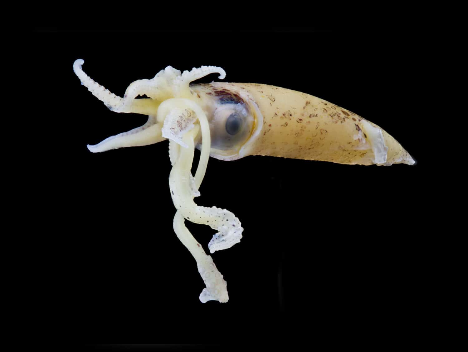 Preserved scientific juvenile squid specimen, collected from Bournemouth coastline, Southern England. Isolated on black.