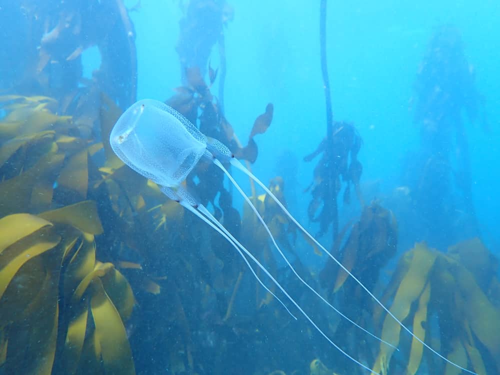 Box jellyfish in the Cape Town kelp forest.
