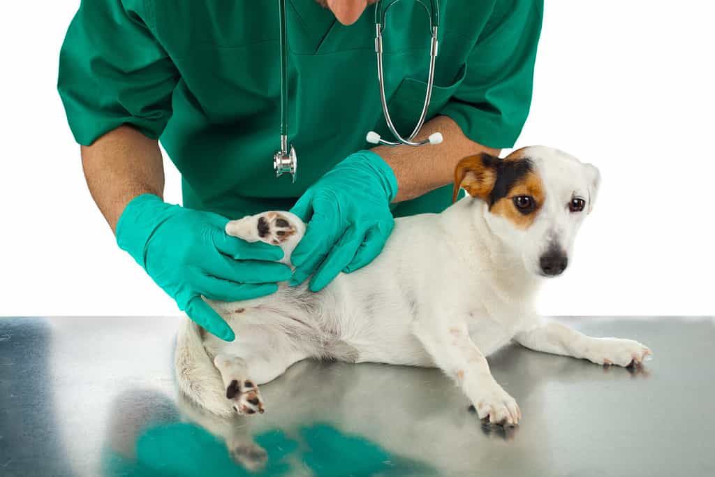 Veterinarian examines the dog's hip on white background