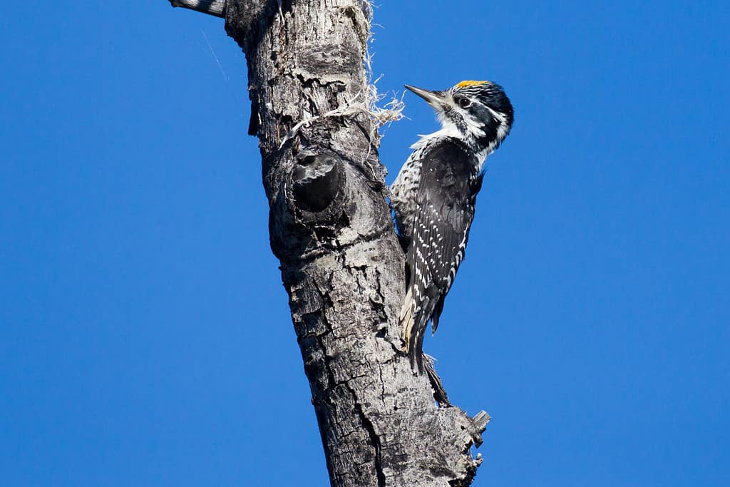 male American Three-toed Woodpecker Picoides dorsalis on cottonwood trunk in Teslin, Yukon Canada