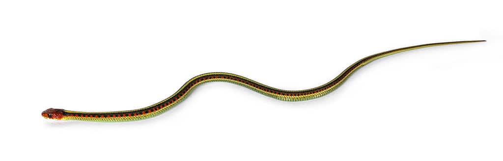 Small Common gartersnake snake aka Thamnophis sirtalis infernalis, isolated on white background.