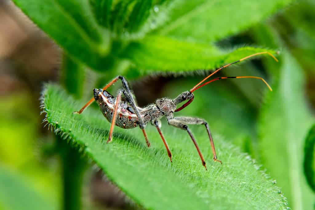 A nymph Assassin Bug, also known as a Wheel Bug, hiding in a garden waiting for prey. It is known as a wheel bug for the round, notched growth that comes with maturity, which this nymph is missing.