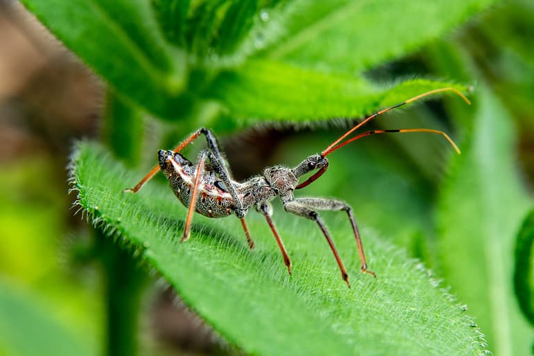 Discover the Top 10 Most Common Bugs with Long Antennae - A-Z Animals