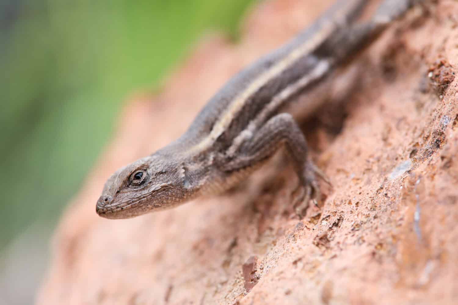 Striped Plateau Lizard (Sceloporus virgatus) - Arizona