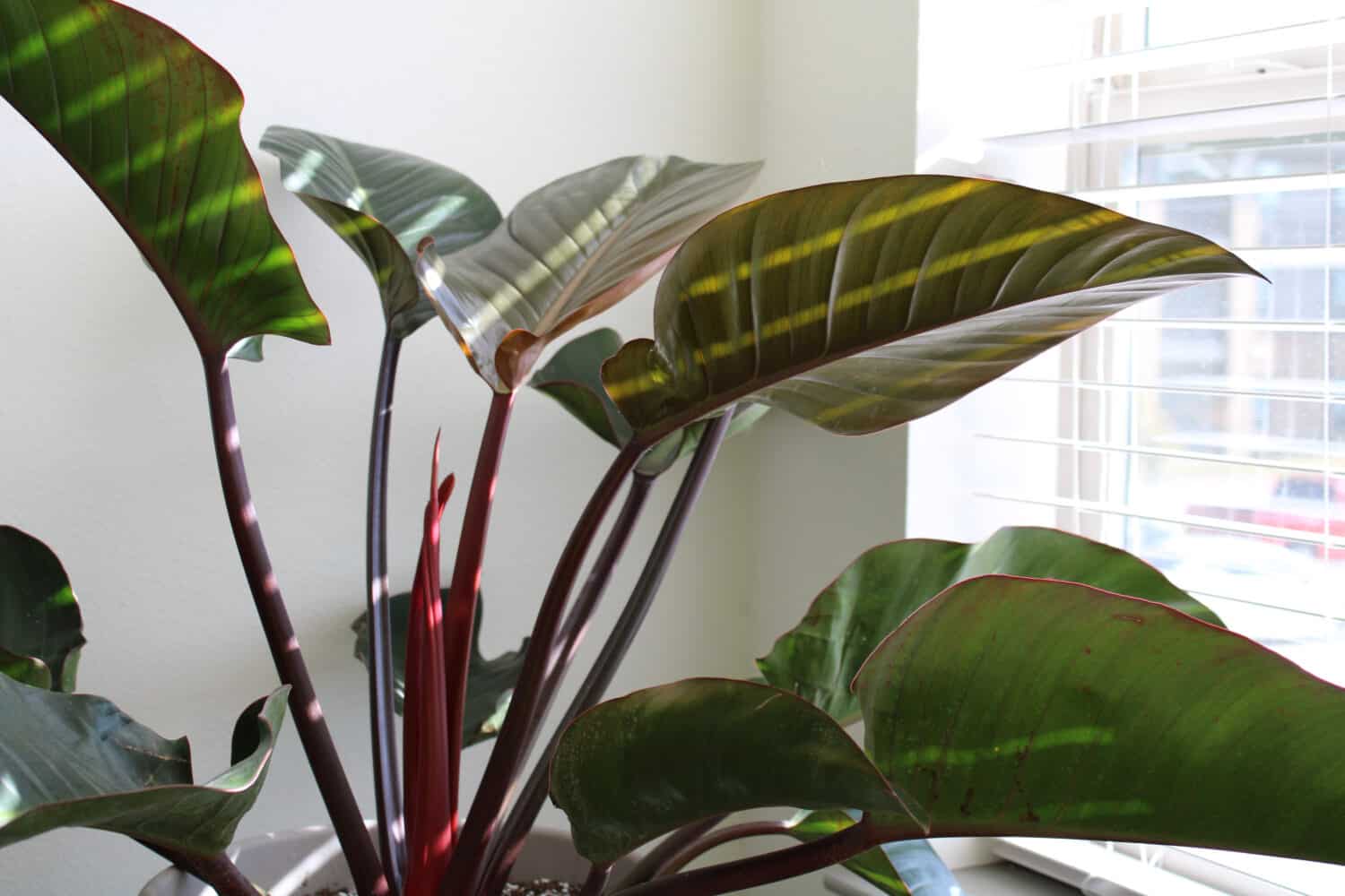 Philodendron Congo Rojo. Philodendron Red Congo. New leaf.