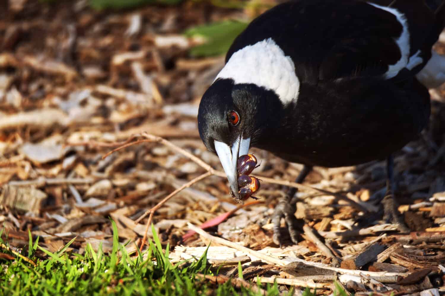 Lunch time for Australian Magpie
