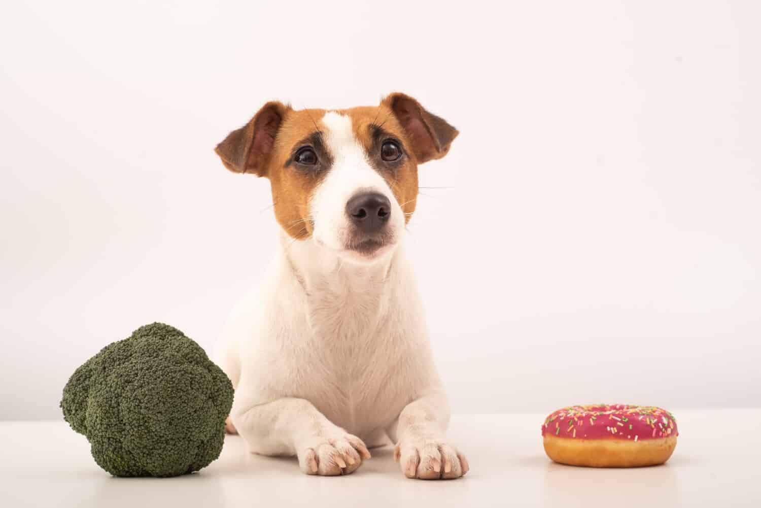 Dog jack russell terrier food choice. Food habits