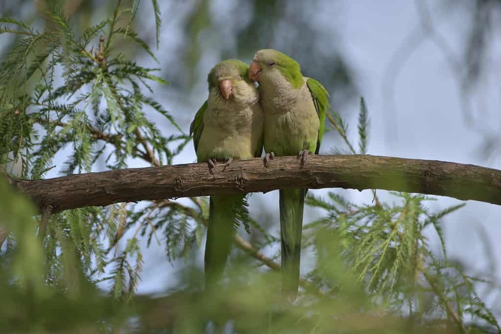 A pair of monk parakeet (myiopsitta monachus), or quaker parrot, cuddling in a tree in a park in Buenos Aires
